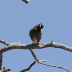 Acridotheres tristis (Common Myna) at Illilanga & Baroona - 29 Oct 2018 by Illilanga