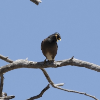 Acridotheres tristis (Common Myna) at Illilanga & Baroona - 29 Oct 2018 by Illilanga