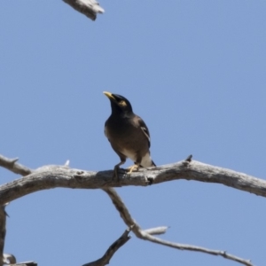 Acridotheres tristis at Michelago, NSW - 29 Oct 2018