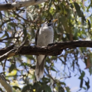 Manorina melanocephala at Michelago, NSW - 12 Jan 2019