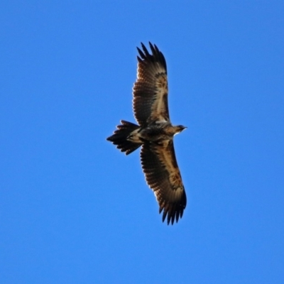 Aquila audax (Wedge-tailed Eagle) at Jerrabomberra Wetlands - 30 May 2019 by RodDeb