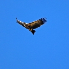 Aquila audax at Fyshwick, ACT - 30 May 2019 12:49 PM