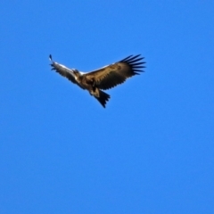 Aquila audax at Fyshwick, ACT - 30 May 2019