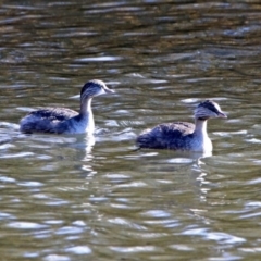 Poliocephalus poliocephalus (Hoary-headed Grebe) at Jerrabomberra Wetlands - 30 May 2019 by RodDeb