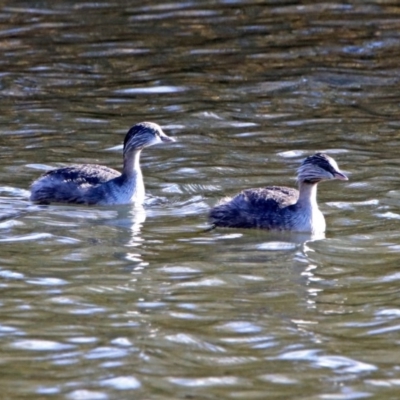 Poliocephalus poliocephalus (Hoary-headed Grebe) at Fyshwick, ACT - 30 May 2019 by RodDeb