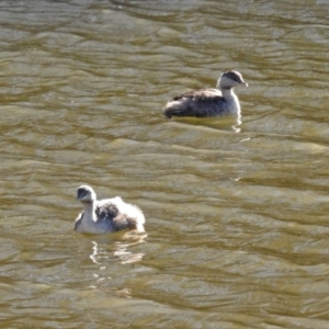 Poliocephalus poliocephalus at Fyshwick, ACT - 30 May 2019