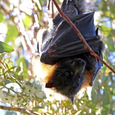 Pteropus poliocephalus (Grey-headed Flying-fox) at Jerrabomberra Wetlands - 30 May 2019 by RodDeb