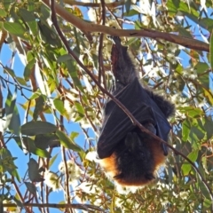 Pteropus poliocephalus at Fyshwick, ACT - 30 May 2019