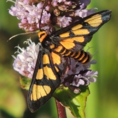 Amata (genus) (Handmaiden Moth) at Tuggeranong DC, ACT - 27 Mar 2019 by michaelb