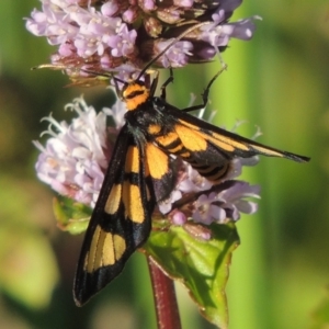 Amata (genus) at Tuggeranong DC, ACT - 27 Mar 2019 06:23 PM