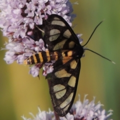 Amata (genus) at Tuggeranong DC, ACT - 27 Mar 2019