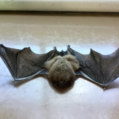 Unverified Microbat at Rocky Hall, NSW - 31 May 2019 by Rhps