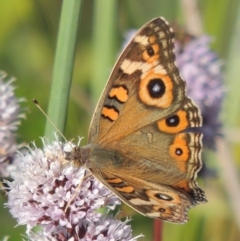 Junonia villida (Meadow Argus) at Point Hut to Tharwa - 27 Mar 2019 by michaelb