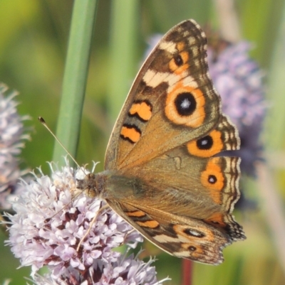 Junonia villida (Meadow Argus) at Tuggeranong DC, ACT - 27 Mar 2019 by MichaelBedingfield