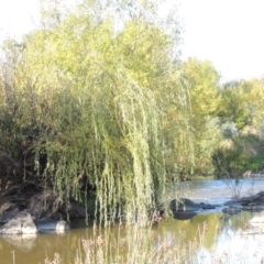 Salix babylonica (Weeping Willow) at Tuggeranong DC, ACT - 27 Mar 2019 by MichaelBedingfield