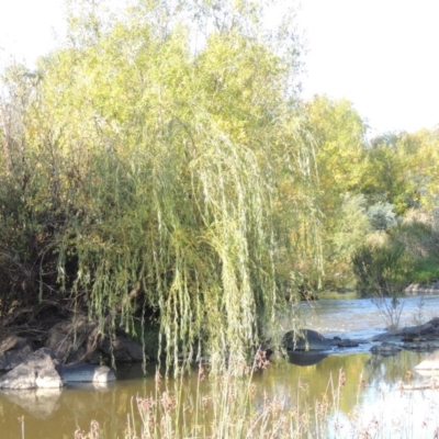 Salix babylonica (Weeping Willow) at Point Hut to Tharwa - 27 Mar 2019 by michaelb