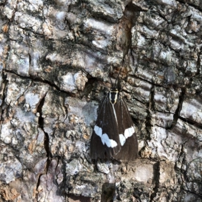 Nyctemera amicus (Senecio Moth, Magpie Moth, Cineraria Moth) at Broughton Vale, NSW - 29 May 2019 by Nivlek