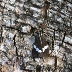Nyctemera amicus (Senecio or Magpie moth) at Broughton Vale, NSW - 29 May 2019 by Nivlek