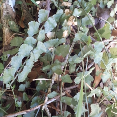 Asplenium flabellifolium (Necklace Fern) at Robertson, NSW - 31 May 2019 by KarenG