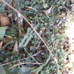 Asplenium flabellifolium (Necklace Fern) at Wingecarribee Local Government Area - 31 May 2019 by KarenG