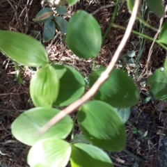 Eustrephus latifolius (Wombat Berry) at Wingecarribee Local Government Area - 31 May 2019 by KarenG