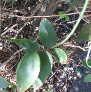 Eustrephus latifolius at Robertson, NSW - 31 May 2019 10:11 AM