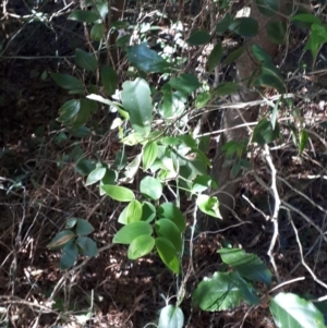 Eustrephus latifolius at Robertson, NSW - 31 May 2019