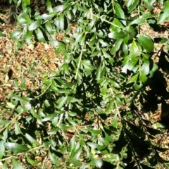 Melicytus dentatus (Tree Violet) at Robertson, NSW - 31 May 2019 by KarenG