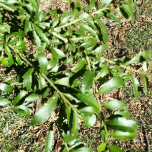 Melicytus dentatus at Robertson, NSW - 31 May 2019