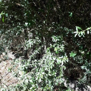 Melicytus dentatus at Robertson, NSW - 31 May 2019