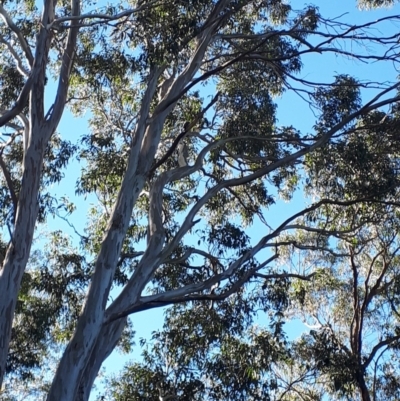 Dacelo novaeguineae (Laughing Kookaburra) at Mittagong, NSW - 14 May 2019 by KarenG