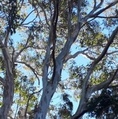 Dacelo novaeguineae at Mittagong, NSW - 14 May 2019 02:22 PM