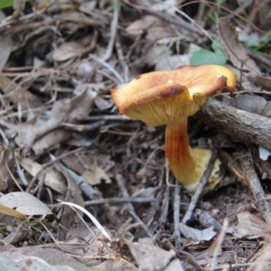 Agarics gilled fungi at Shoalhaven Heads, NSW - 24 May 2019