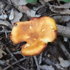 Agarics gilled fungi at Shoalhaven Heads, NSW - 24 May 2019 10:47 AM