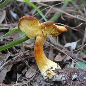 Agarics gilled fungi at Shoalhaven Heads, NSW - 24 May 2019 10:47 AM