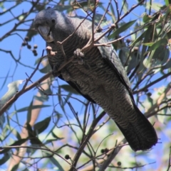 Callocephalon fimbriatum (Gang-gang Cockatoo) at Gundaroo, NSW - 19 Apr 2019 by Gunyijan