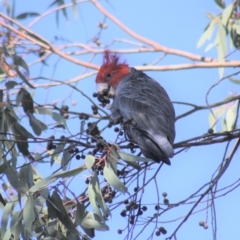 Callocephalon fimbriatum (Gang-gang Cockatoo) at Gundaroo, NSW - 20 Apr 2019 by Gunyijan