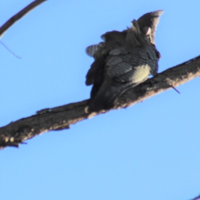 Callocephalon fimbriatum (Gang-gang Cockatoo) at Gundaroo, NSW - 20 Apr 2019 by Gunyijan