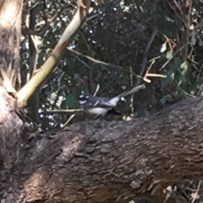 Rhipidura albiscapa (Grey Fantail) at Wolumla, NSW - 16 May 2019 by PatriciaDaly