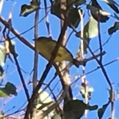 Acanthiza nana at Wolumla, NSW - 16 May 2019 by PatriciaDaly