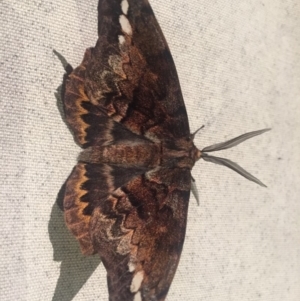 Chelepteryx collesi at Millingandi, NSW - 25 May 2019 08:49 PM