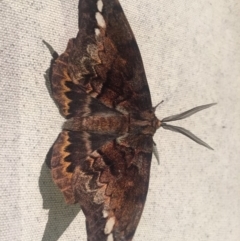 Chelepteryx collesi (White-stemmed Gum Moth) at Millingandi, NSW - 25 May 2019 by hynesker1234