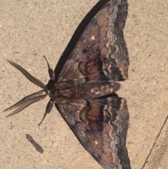 Chelepteryx collesi at Millingandi, NSW - 25 May 2019 08:49 PM