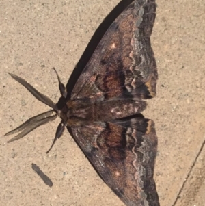 Chelepteryx collesi at Millingandi, NSW - 25 May 2019 08:49 PM