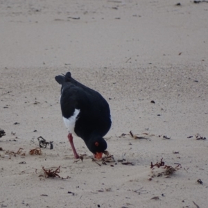 Haematopus longirostris at Eden, NSW - 31 May 2019