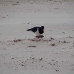 Haematopus longirostris at Eden, NSW - 31 May 2019