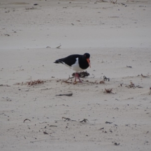 Haematopus longirostris at Eden, NSW - 31 May 2019