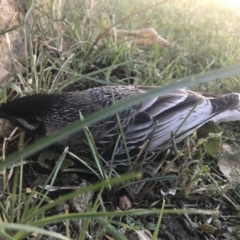 Anthochaera carunculata (Red Wattlebird) at Crestwood, NSW - 4 May 2019 by acquilkey