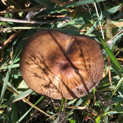 Oudemansiella gigaspora group (Rooting Shank) at Red Hill to Yarralumla Creek - 31 May 2019 by LisaH