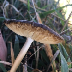 Oudemansiella 'radicata group' at Deakin, ACT - 31 May 2019